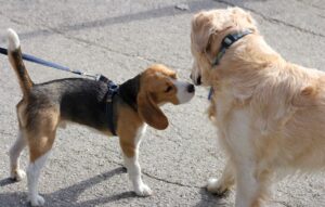 incontro tra cani