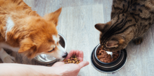 Gaia Pet, la flora intestinale e il benessere dei nostri amici animali