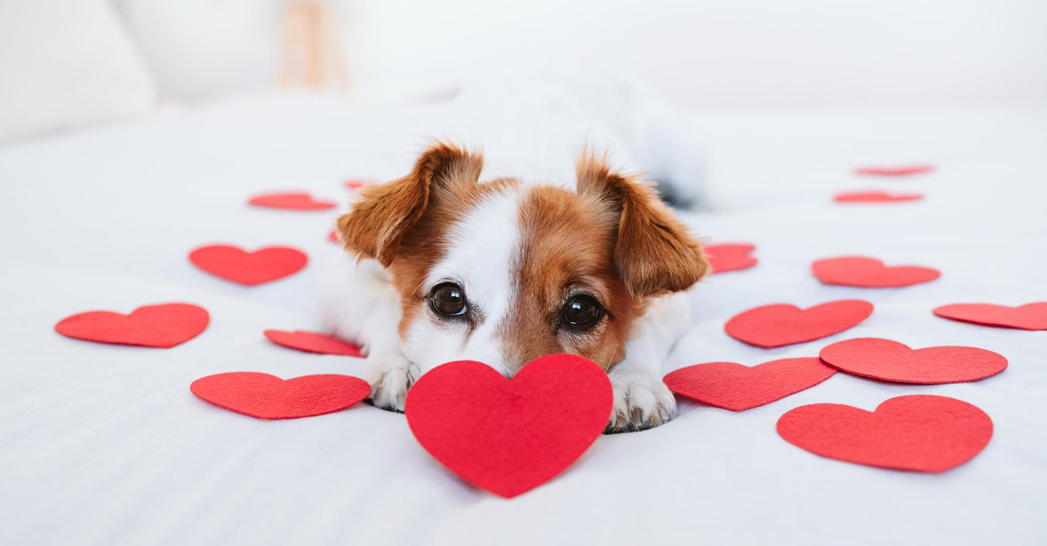 cute-jack-russell-dog-home-with-red-love-roses-hearts-romance-valentines-concept